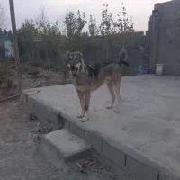 سگ پژدر عراقی