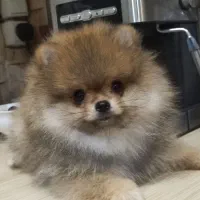 پامرانین دوسر خرسی|سگ|بندرعباس, |دیوار