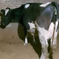 گاو هلشتاین صنعتی ۴۰کیلو شیر ۸ماه ابستن|حیوانات مزرعه|کرمانشاه, |دیوار