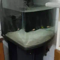 حیوانات ولوازم جانبی