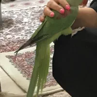 شاه طوطی سخنگو کلام دار|پرنده|تهران, امام زاده عبدالله|دیوار