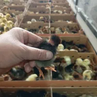 انواع جوجه یک روزه عمده کمترین قیمت|حیوانات مزرعه|کرمان, |دیوار