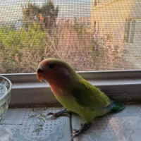 طوطی برزیلی دستی|پرنده|تهران, والفجر (افسریه)|دیوار