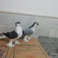 کبوتر نر و ماده تخم گذار لاهوری