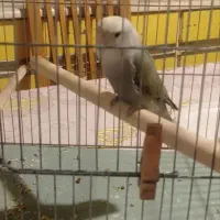 طوطی برزیلی ماده