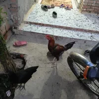 خروس
