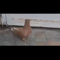 نر زرد ی شون دمسفید، ماده طوق سبز دو بردار (داراب)|پرنده|شیراز, دارالرحمه|دیوار