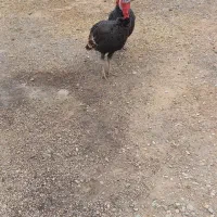 بوقلمون