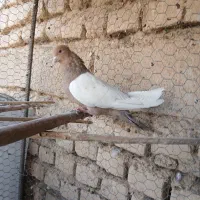 شیش عدد حیون نامبروان|پرنده|شازند, |دیوار