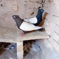 کبوتر سینه سیاه