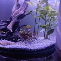 اکواریوم|ماهی|محمدشهر, شهرک پیام (مهرالبرز)|دیوار