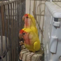 دو جفت طوطی برزیلی