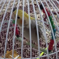 عروس هلندی نر