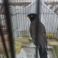 مرغ مینا باهوش و زرنگ|پرنده|پاکدشت, پاکدشت (مامازند)|دیوار