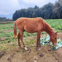 مادیان 7ماه شکم داره کرش هم 8ماهه|اسب و تجهیزات اسب‌سواری|گرگان, |دیوار