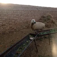 میش دورگ|حیوانات مزرعه|بردسیر, |دیوار