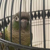 گرین چیک|پرنده|مشهد, ادیب نیشابوری (شهرک غرب)|دیوار