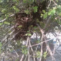 فروشزنبورعسل‌روی‌صحرای‌کنار