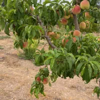 فروش ۱۶۹متر زمین باغ اقساطی انشعابات دماوند جابان|فروش زمین و ملک کلنگی|دماوند, دماوند|دیوار