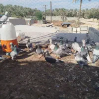 ۲۰تا کبوتر نر