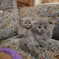 اسکاتیش بریتیش طوسی بلو سیلور