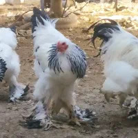 برهما لایت امپراطور