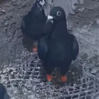 گمشده