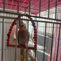 عروس هلندی|پرنده|اهواز, کوی جانبازان(دانش)|دیوار