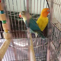 کوتوله برزیلی/ طوطی برزیلی/ فیشر/ رنگ خاص