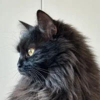 گربه پرشین اسموکی