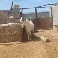 نربز پاکستانی ۴دندان|حیوانات مزرعه|آشخانه, |دیوار