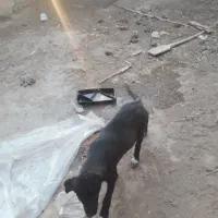 توله سگ واگذاری|سگ|قم, جمکران|دیوار