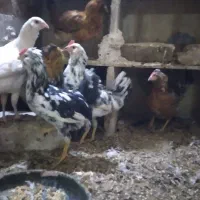 جوجه مرغ گلین کوچ شو قوب دار ریشو