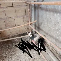 کفتر پریشی خوب و زیبا