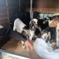 بره شیری و بزغاله شیری|حیوانات مزرعه|قم, محمد آباد|دیوار