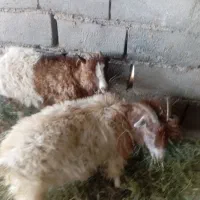 گوسفند اوست|حیوانات مزرعه|نرماشیر, |دیوار