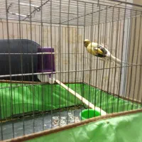 قناری نربخون