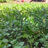 سبزی رامهرمز|خوردنی و آشامیدنی|شاهینشهر, شهرک میلاد|دیوار