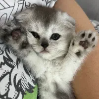 گربه