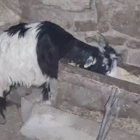 شیشک و تیشتر