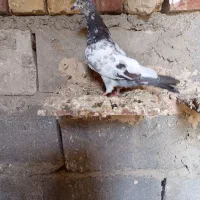 جفت کله ای پرشی