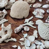 سنگ آکواریوم. ماهی|ماهی|شیروان (خراسان), |دیوار