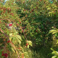 فروش باغ در زین آباد با شرایط ویژه و استثنایی