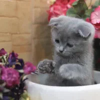 ‌گربه بریتیش فولد
