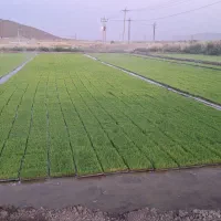 فروش زمین کشاورزی مرغوب   مرودشت هشیجان