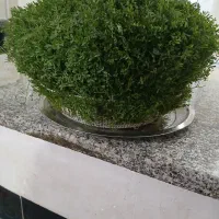 سبزی مناسب عروسی و نامزدی