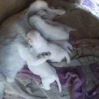 واگذاری توله سگ اشپیتز