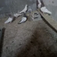 9 عدد کفتر تهرانی