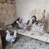 خروس گلین|حیوانات مزرعه|شهریار, شهرک مصطفی خمینی|دیوار