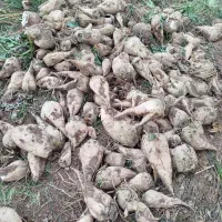 چغندر فقط برای خوراک دام